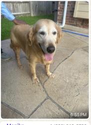 Reunited Female Dog last seen Chatham, Sugar Land, TX 77479