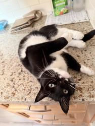 Lost Female Cat last seen Sw spellman and sw 166th ave, beaverton, oregon, Beaverton, OR 97007
