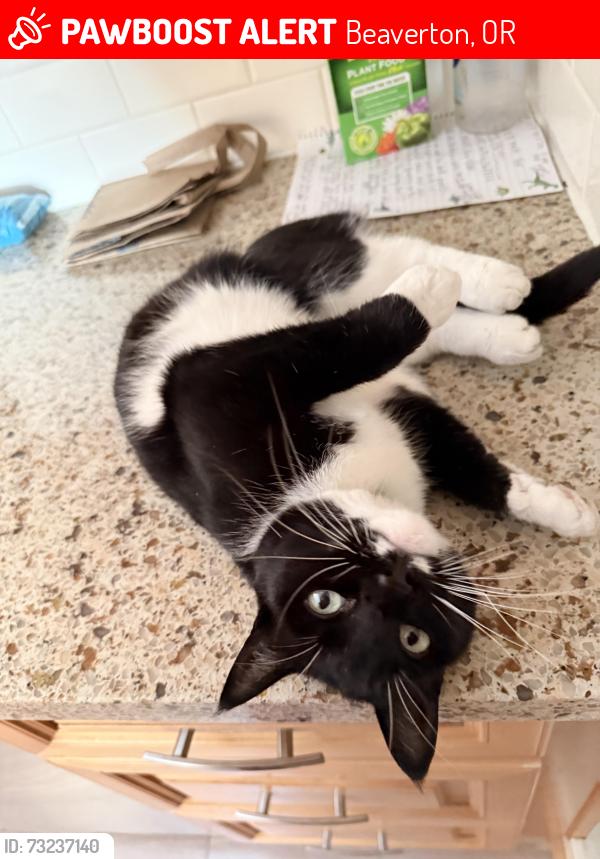 Lost Female Cat last seen Sw spellman and sw 166th ave, beaverton, oregon, Beaverton, OR 97007