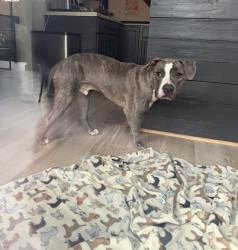 Found/Stray Male Dog last seen Rockwood Park, Rockwood, VA 23236