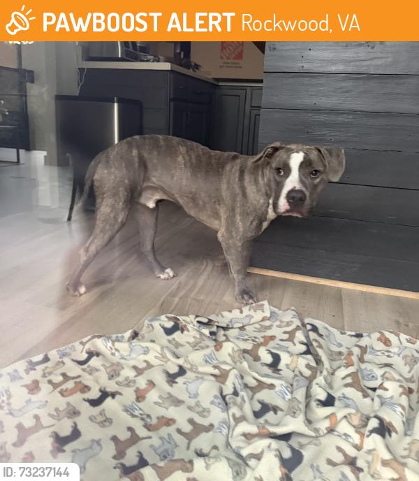 Found/Stray Male Dog last seen Rockwood Park, Rockwood, VA 23236