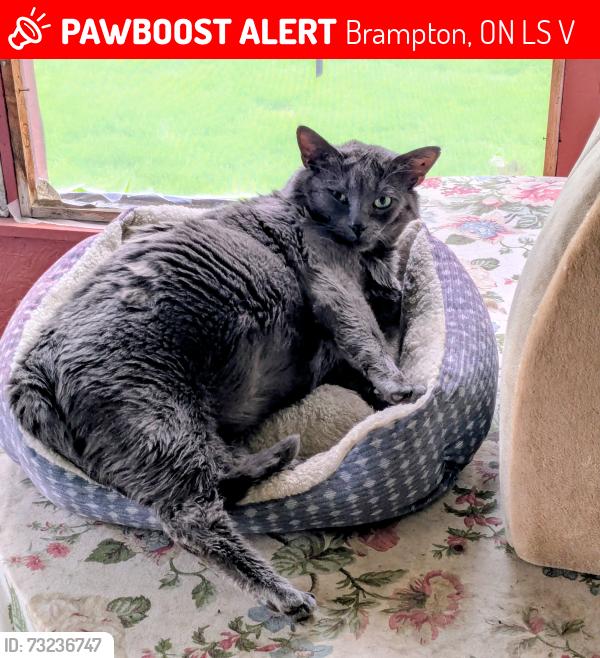 Lost Male Cat last seen Greenbriar Road and Central Park, Brampton, ON L6S 1V4