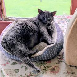Lost Male Cat last seen Greenbriar Road and Central Park, Brampton, ON L6S 1V4