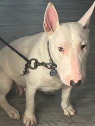 Lost Male Dog last seen Crandall hills dr, Kaufman County, TX 75114