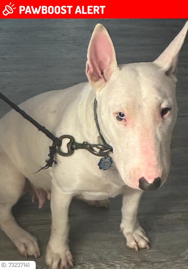 Lost Male Dog last seen Crandall hills dr, Kaufman County, TX 75114