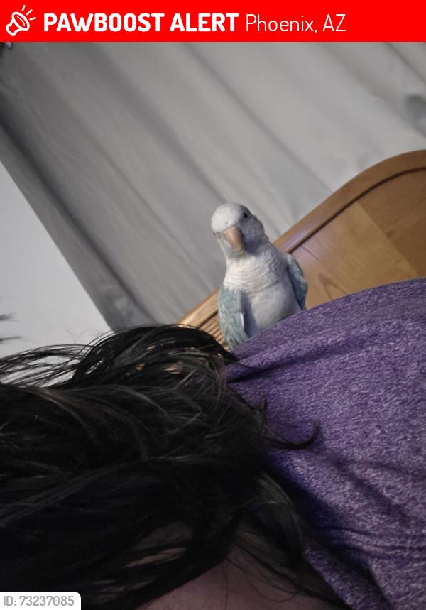 Lost Male Bird last seen Golf park, Phoenix, AZ 85033