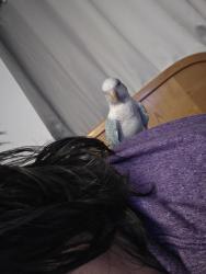 Lost Male Bird last seen Golf park, Phoenix, AZ 85033