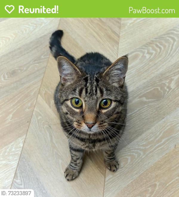 Reunited Male Cat last seen Ashby Road, Moira, Swadlincote, Moira, England DE12 6BU