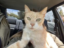 Lost Male Cat last seen Monte Mar/Independence, Vista, CA 92084