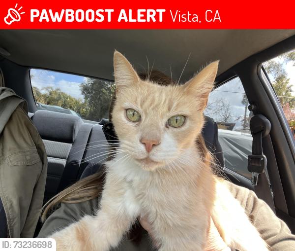 Lost Male Cat last seen Monte Mar/Independence, Vista, CA 92084