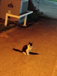 Lost Female Cat last seen Old movies, right side. Sit in car and wait. Ten minutes., Huntsville, AL 35801