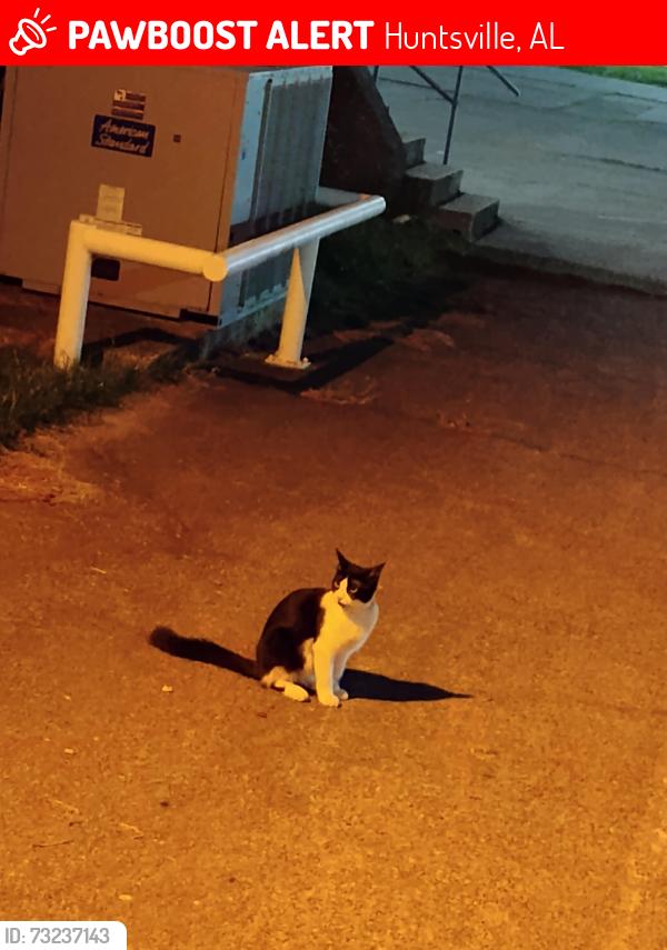 Lost Female Cat last seen Old movies, right side. Sit in car and wait. Ten minutes., Huntsville, AL 35801
