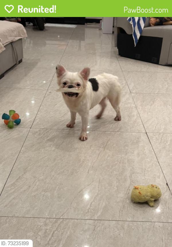 Reunited Female Dog last seen Sw 8 st, Miami, FL 33174