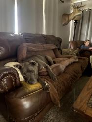 Reunited Male Dog last seen Crest drive and Laurel drive in Whitehall Pa, Fullerton, PA 18052
