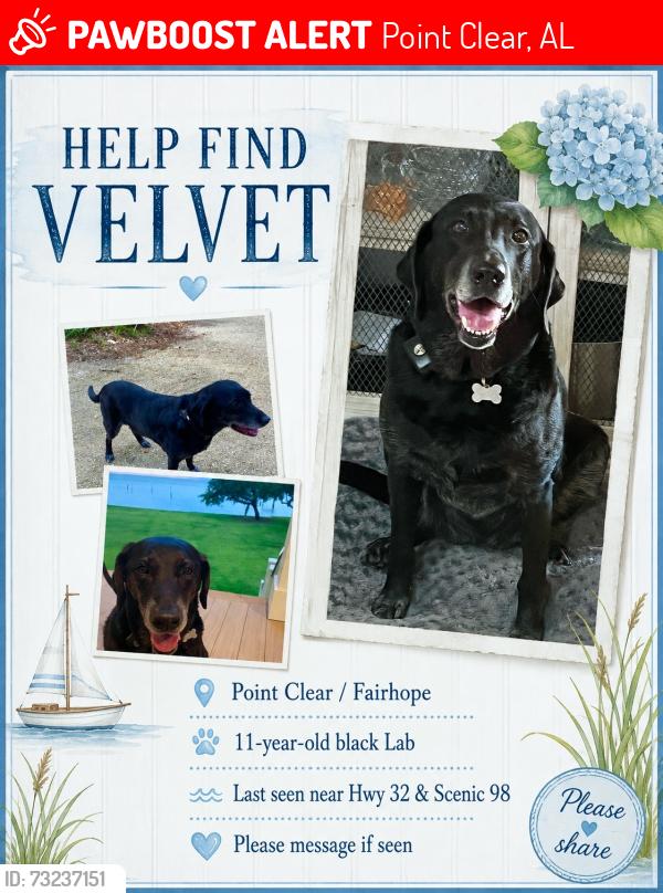 Lost Female Dog last seen Hwy 32 scenic highway 98, Point Clear, AL 36532