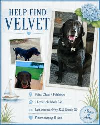 Lost Female Dog last seen Hwy 32 scenic highway 98, Point Clear, AL 36532