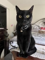 Reunited Male Cat last seen Bainford Dr, Huntington Beach, CA 92646, USA, Huntington Beach, CA 92646