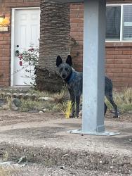 Found/Stray Unknown Dog last seen Warren and Glenn on Northside of street in yard of hse with unfinished wood fence, Tucson, AZ 85719