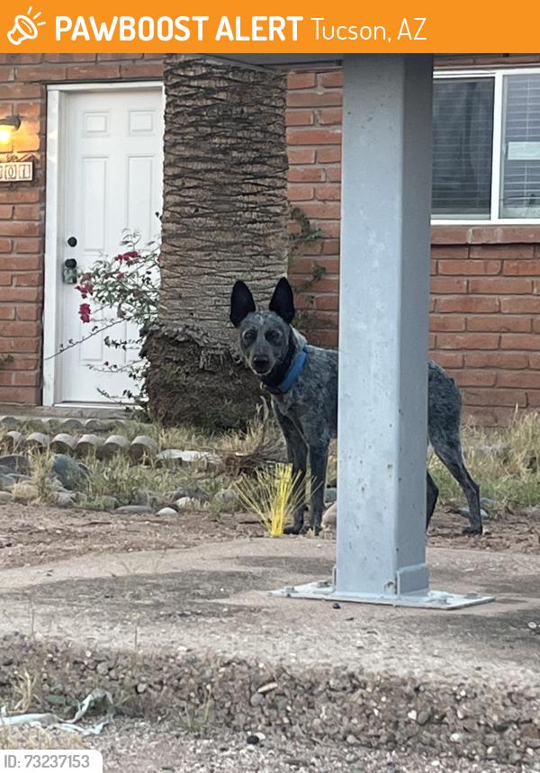 Found/Stray Unknown Dog last seen Warren and Glenn on Northside of street in yard of hse with unfinished wood fence, Tucson, AZ 85719