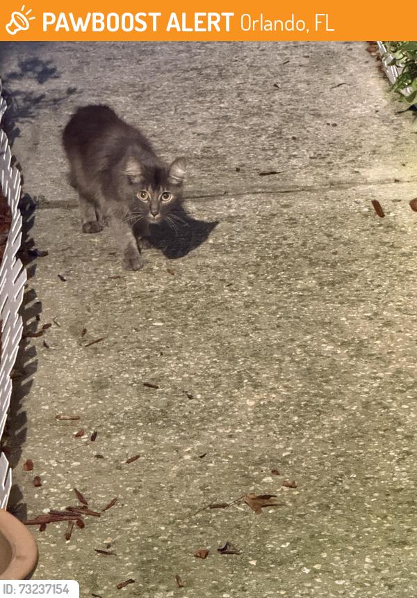 Found/Stray Male Cat last seen Woodstone subdivision, Orlando, FL 32822