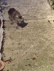 Found/Stray Male Cat last seen Woodstone subdivision, Orlando, FL 32822