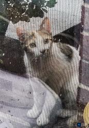Found/Stray Female Cat last seen Colonade, Arlington, TX 76018
