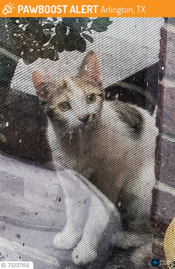 Found/Stray Female Cat last seen Colonade, Arlington, TX 76018