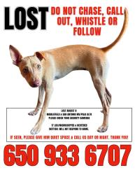 Reunited Male Dog last seen Middlefield Road, Fern Ave, Palo Alto, CA 94306