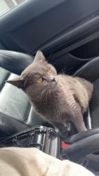 Reunited Male Cat last seen Llangefni, Isle of Anglesey, Wales LL77 7RH
