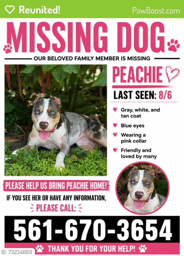Reunited Female Dog last seen Near Lake Victoria Dr. Lake Worth, Lake Worth Beach, FL 33461