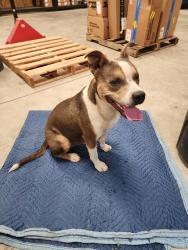 Found/Stray Male Dog last seen Copperopolis rd, Stockton, CA 95215