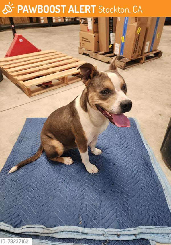 Found/Stray Male Dog last seen Copperopolis rd, Stockton, CA 95215