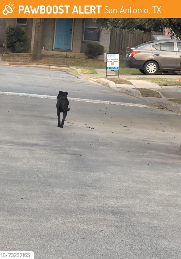 Found/Stray Female Dog last seen Near montana bay, San Antonio, TX 78254