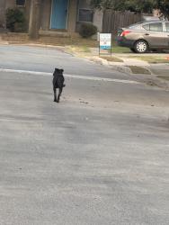 Found/Stray Female Dog last seen Near montana bay, San Antonio, TX 78254