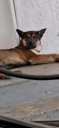 Reunited Male Dog last seen Western and 36pl, Los Angeles, CA 90018