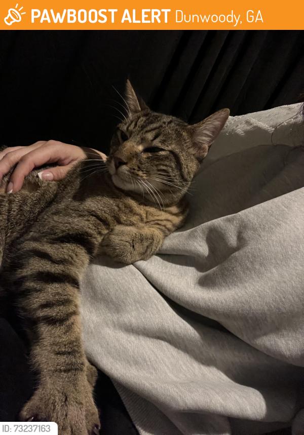 Found/Stray Unknown Cat last seen Bucktrout Place, Dunwoody, GA 30338