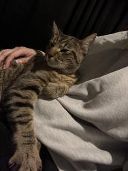 Found/Stray Unknown Cat last seen Bucktrout Place, Dunwoody, GA 30338
