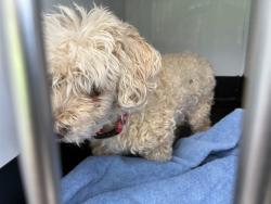 Shelter Stray Female Dog last seen Near POMPE WAY, RENO NV 89506, 2825 Longley Ln Suite A, Reno, NV 89502, USA