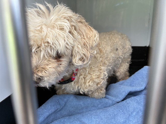 Shelter Stray Female Dog last seen Near POMPE WAY, RENO NV 89506, 2825 Longley Ln Suite A, Reno, NV 89502, USA