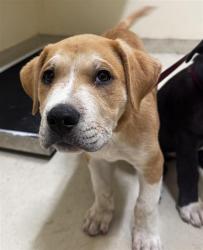 Shelter Stray Male Dog last seen NILES CANYON AND MISSION BLVD, 1950 Stevenson Blvd, Fremont, CA 94538, USA
