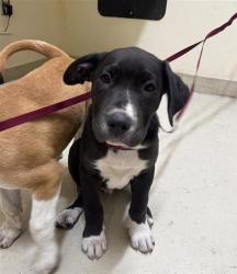 Shelter Stray Male Dog last seen NILES CANYON AND MISSION BLVD, 1950 Stevenson Blvd, Fremont, CA 94538, USA