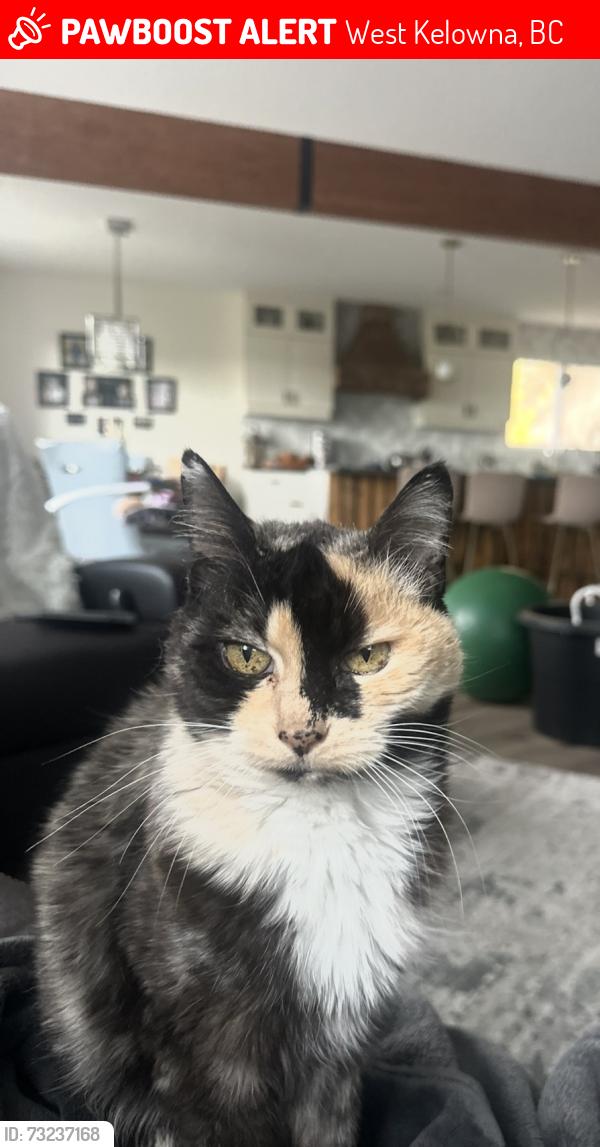 Lost Female Cat last seen Pettman road West Kelowna BC, West Kelowna, BC 