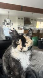 Lost Female Cat last seen Pettman road West Kelowna BC, West Kelowna, BC 
