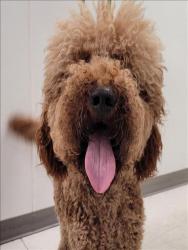 Shelter Stray Unknown Dog last seen , 11361 W Pico Blvd, Los Angeles, CA 90064, USA