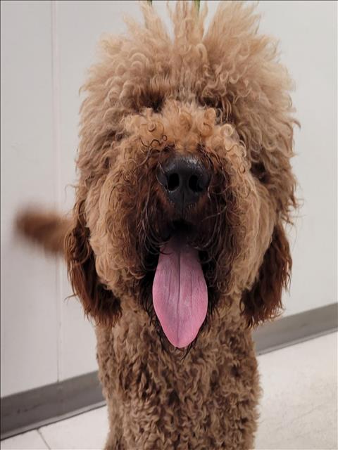 Shelter Stray Unknown Dog last seen , 11361 W Pico Blvd, Los Angeles, CA 90064, USA