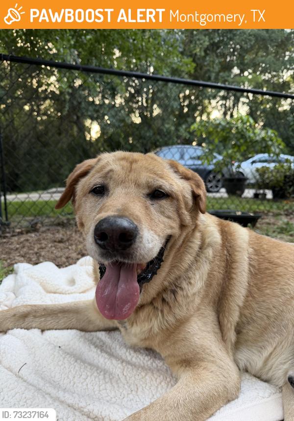 Found/Stray Male Dog last seen Flagship blvd by Heritage Seniors & Brookshire brothers, Montgomery, TX 77316