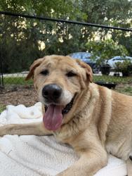 Found/Stray Male Dog last seen Flagship blvd by Heritage Seniors & Brookshire brothers, Montgomery, TX 77316