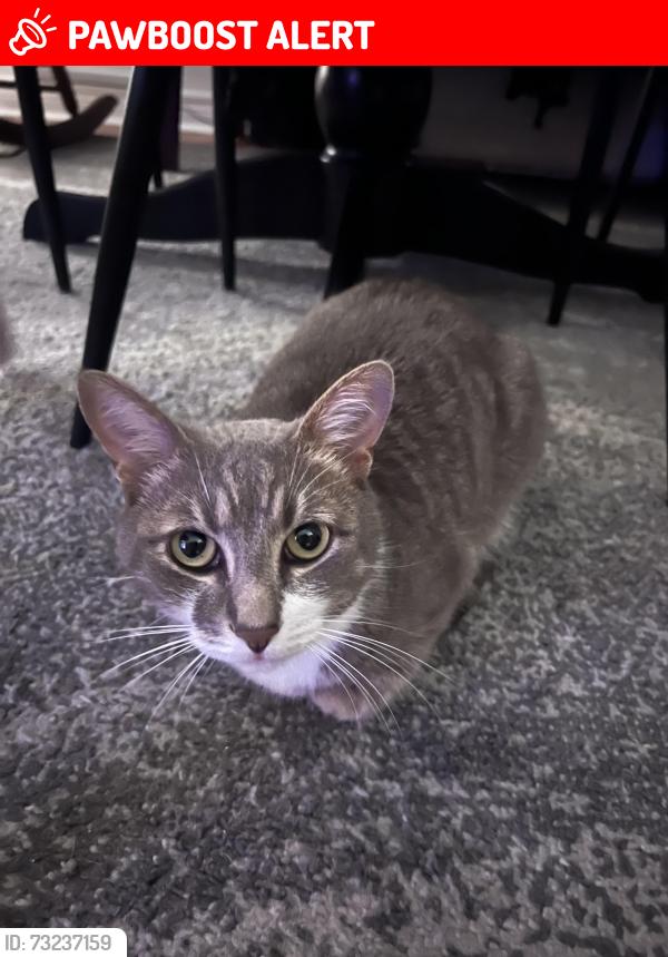 Lost Male Cat last seen Caribbean Drive, the driveway with the big bins on it., Wasaga Beach, ON L9Z 2W3