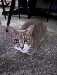 Lost Male Cat last seen Caribbean Drive, the driveway with the big bins on it., Wasaga Beach, ON L9Z 2W3