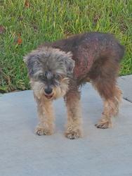 Found/Stray Male Dog last seen Crenshaw and 108th, Inglewood, CA 90303